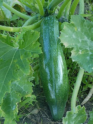 360px-Courgette_J1.jpg