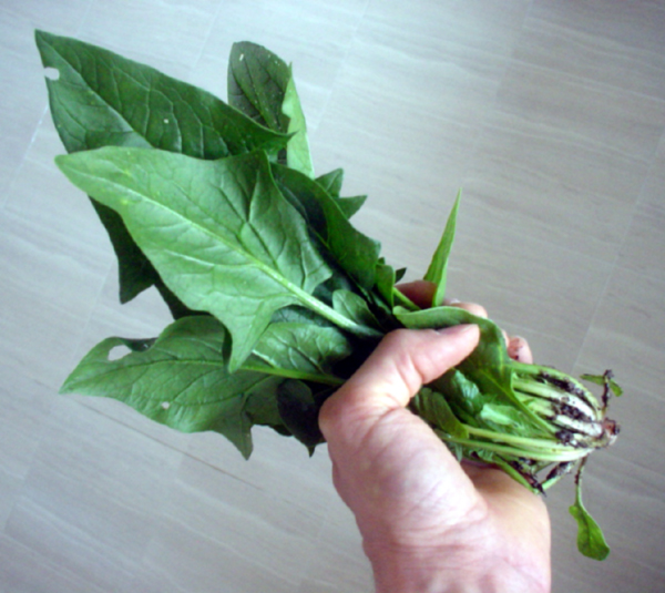 English Coordinator's Blog A Handful of Spinach 鳥取県国際交流財団